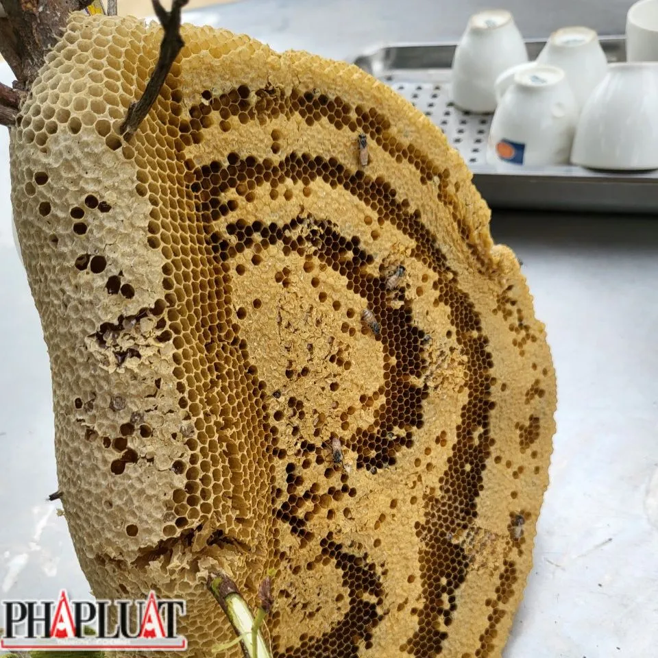 Ong Dú có thể làm mật ở bất kỳ đâu. Ảnh: VÕ TÙNG