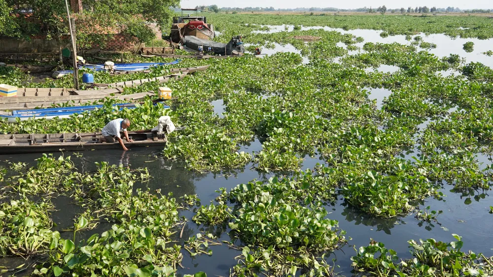 Người dân xã Trường Đông, thị xã Hòa Thành, tỉnh Tây Ninh đang rất lo lắng vì hầu hết bà con nơi đây đang sử dụng giếng khoan để sinh hoạt