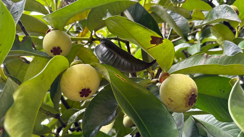 Bán măng cụt xanh đem lại khá nhiều lợi ích cho nông dân. Ảnh: VT