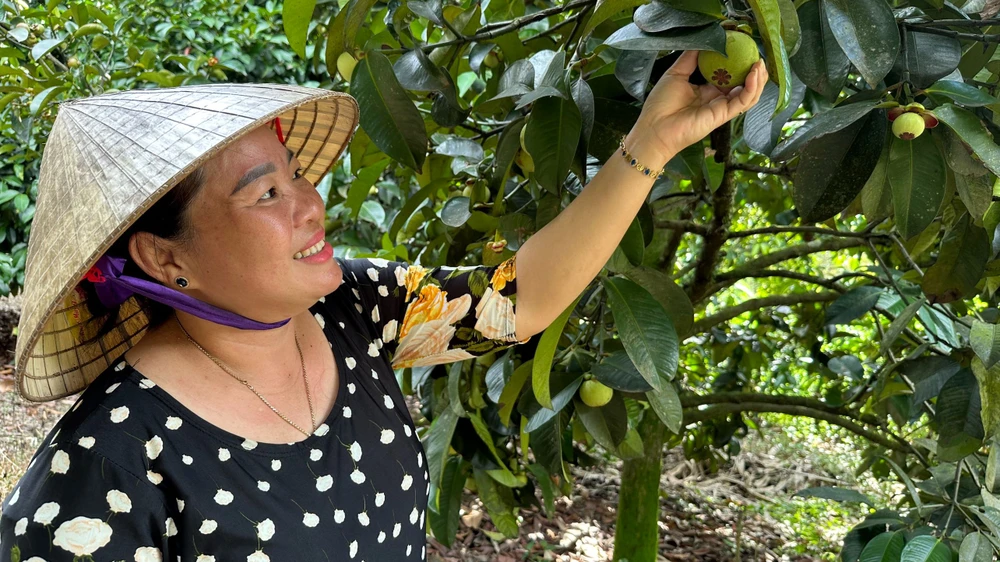 Nhiều nông dân khá giả nhờ trồng măng cụt. Ảnh: VT