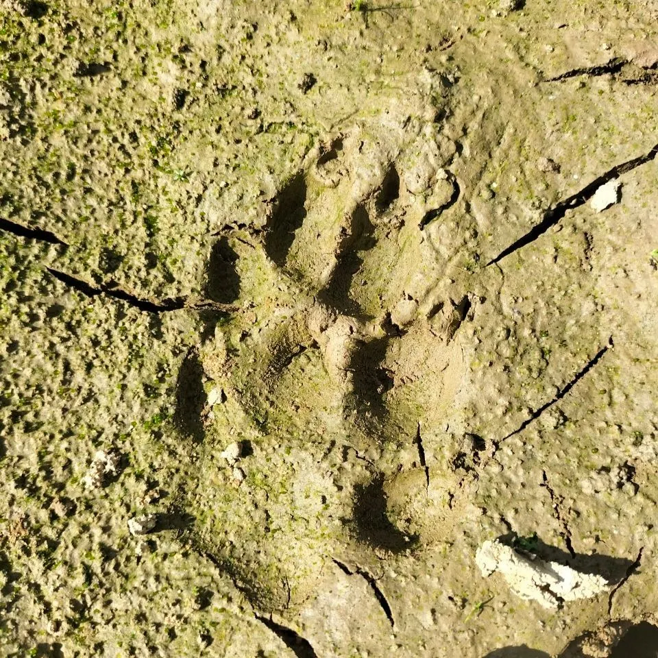 Dấu chân của động vật rừng nghi hổ để lại hiện trường ở xã Pró. Ảnh: KL