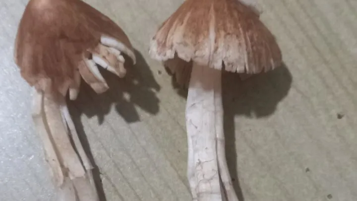 Nhìn bên ngoài mẫu nấm này khá giống nấm mối. Ảnh: VT