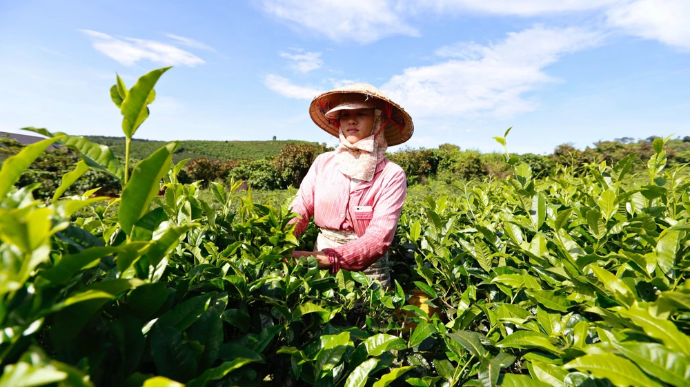 Nông dân Lâm Đồng thu hái lá trà. Ảnh minh hoạ: VÕ TÙNG