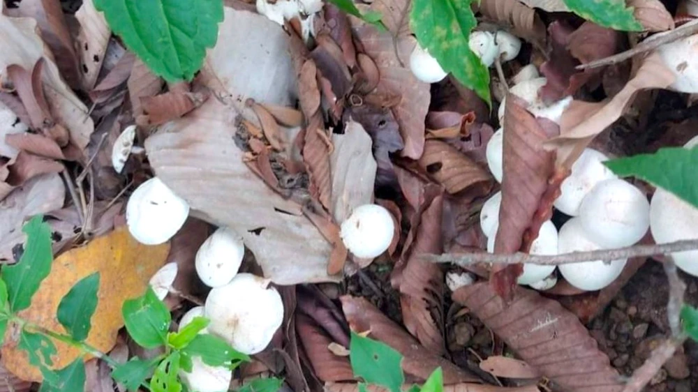 Nấm độc mà gia đình anh H đã ăn. Ảnh: VT