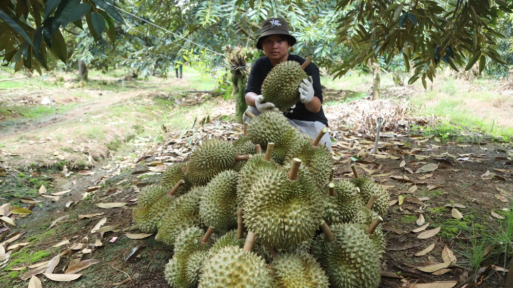 Ở huyện Đạ Huoai, xã Hà Lâm được xem là thủ phủ sầu riêng với hơn 1.800 ha, trong đó có hơn 1.200 ha đã cho thu hoạch.