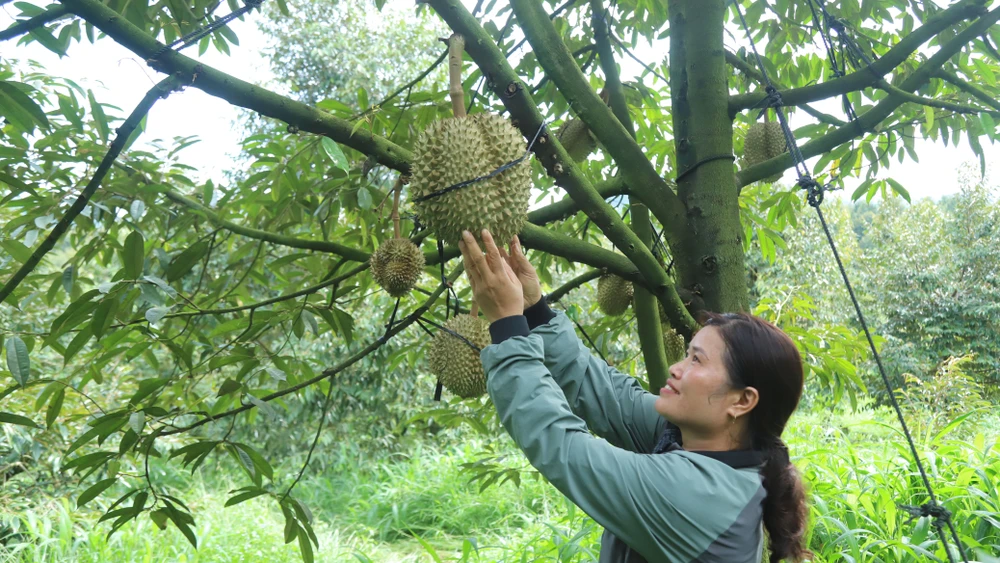 Người dân chủ động và yêu cầu thương lái cắt sầu riêng đúng độ tuổi và đảm bảo độ chín để giữ thương hiệu của sầu riêng Lâm Đồng.