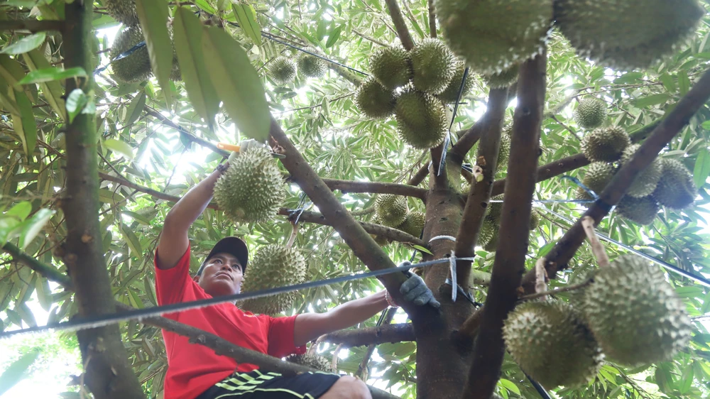 So với vụ mùa năm ngoái, giá sầu riêng năm nay cao hơn từ 8 – 15 ngàn đồng/kg