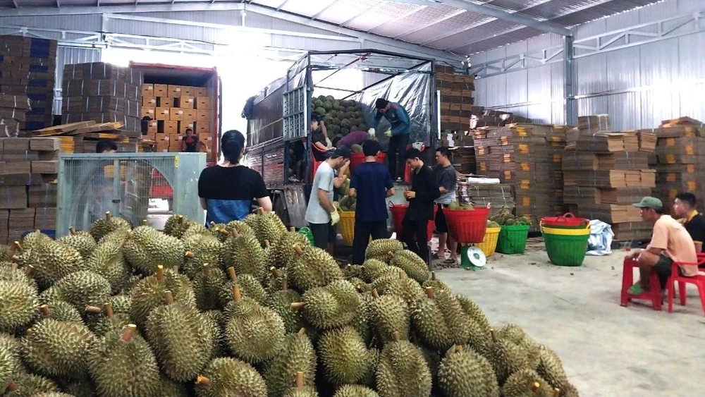 Sầu riêng đang đem đến cho Lâm Đồng nhiều "tỉ phú nông dân"