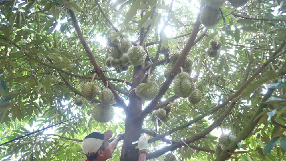Những cây sầu riêng trĩu quả.