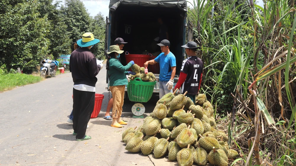 Gia đình bà Nguyễn Thị Thúy Vân ở xã Hà Lâm, huyện Đạ Huoai có 7 ha sầu riêng, dự tính năm nay thu từ 110 – 120 tấn. Tính giá bán bình quân 55 ngàn/kg sẽ mang lại cho gia đình nguồn thu khoảng 6,5 tỷ đồng.