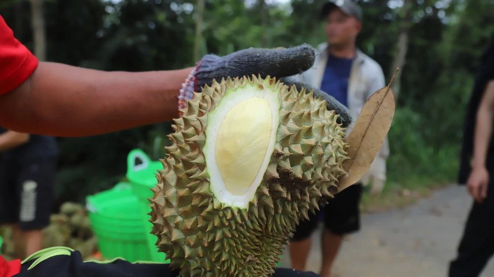 Sầu riêng Lâm Đồng nổi tiếng thơm ngon.