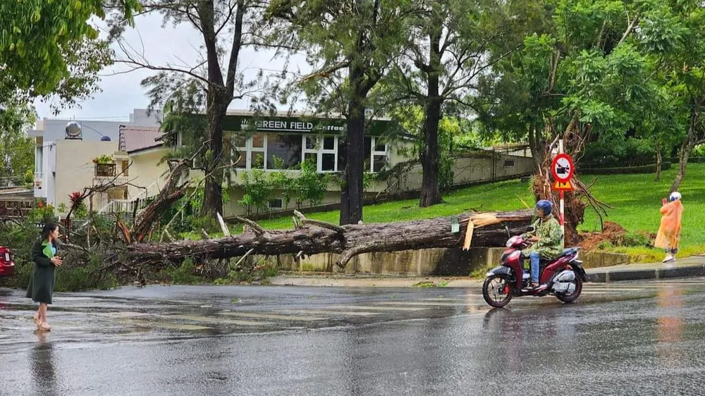 Một cây thông lớn bị bật gốc đổ xuống đường.