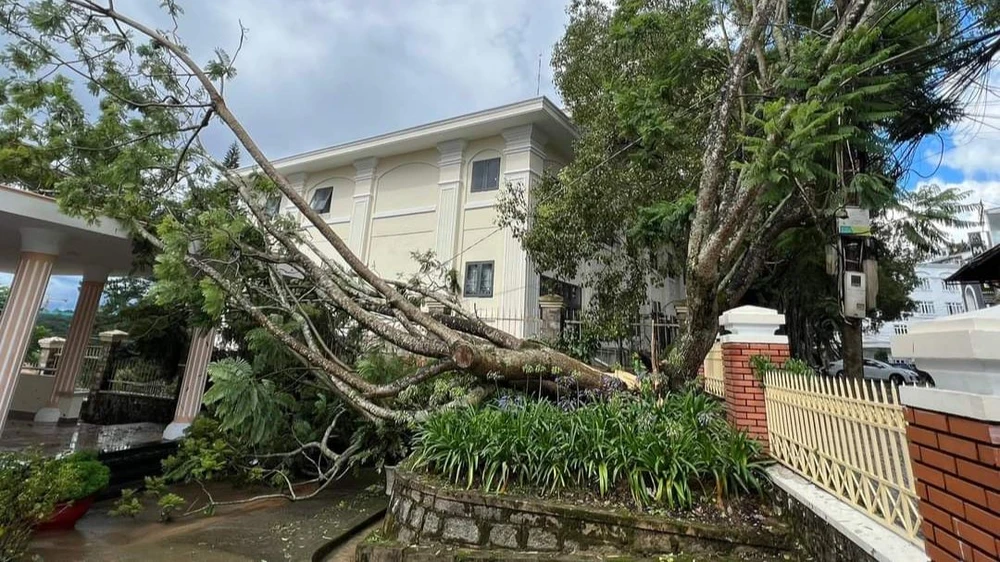 Nhiều cây xanh bị gãy sau trận mưa.