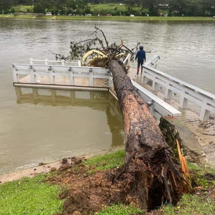 Nhiều cây xanh ở Đà Lạt gãy đổ sau trận mưa lớn ảnh 5