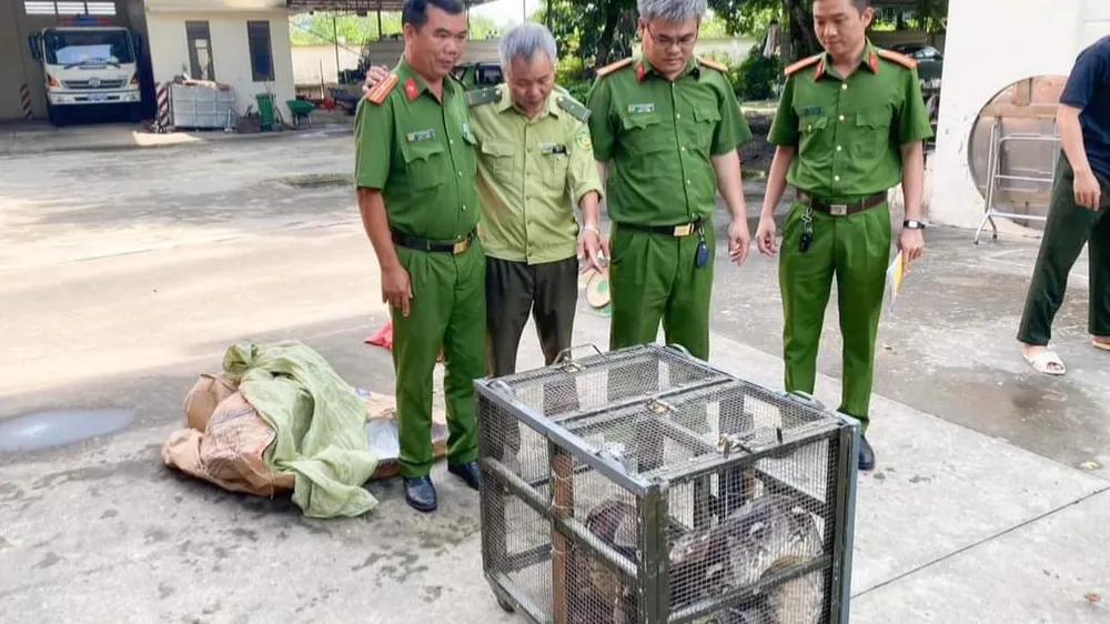 Công an bàn giao trăn gấm cho kiểm lâm để thả về rừng