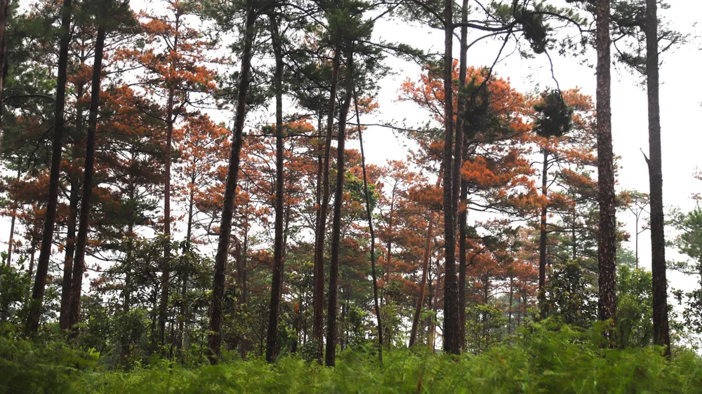 Rừng thông tại Tiểu khu 614 (xã Lộc Ngãi, huyện Bảo Lâm) của Công ty Hà Phong bị khoan lỗ đầu độc chết khô. Ảnh: VT