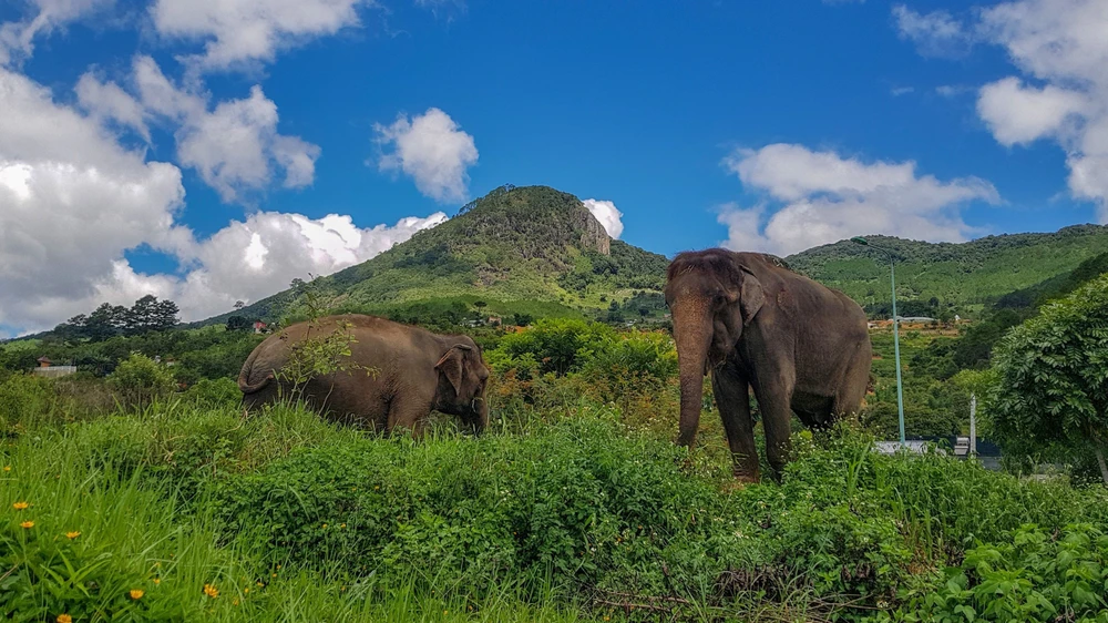 Đàn voi quý có tuổi đời từ 26 tới 55, nặng 3,5 tới 5,5 tấn đang ăn cỏ dưới chân núi Voi.