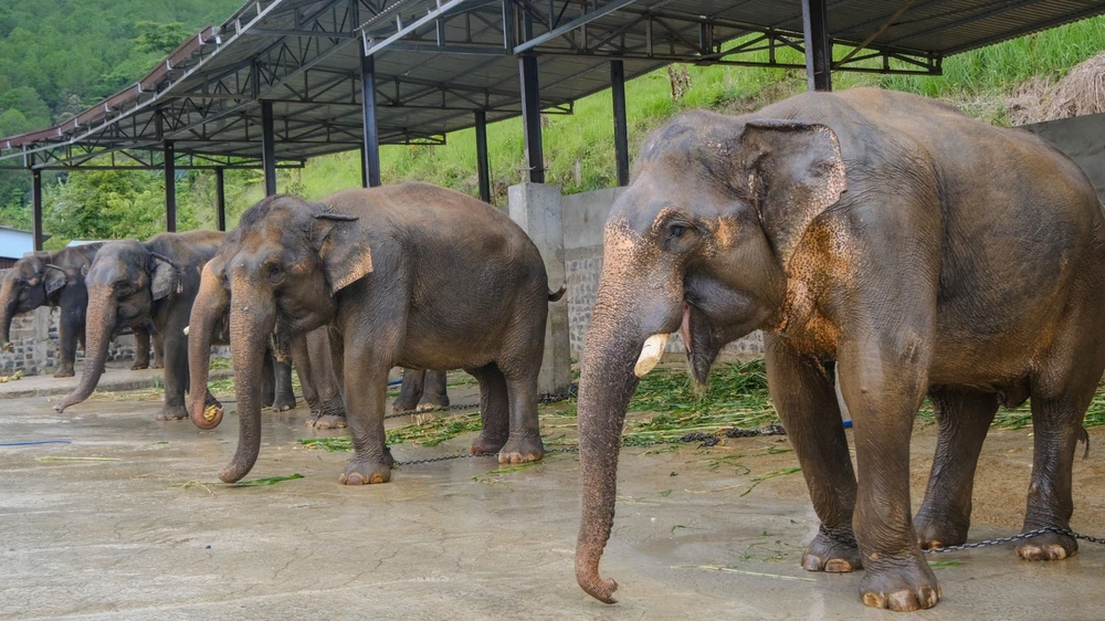 Đàn voi của ông Đại là đàn voi thuần dưỡng được ghi nhận do một cá nhân sở hữu lớn nhất Việt Nam.