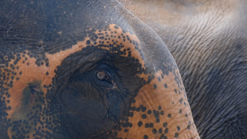 Tỷ lệ sinh sản thành công của voi nhà rất thấp so với voi hoang dã.