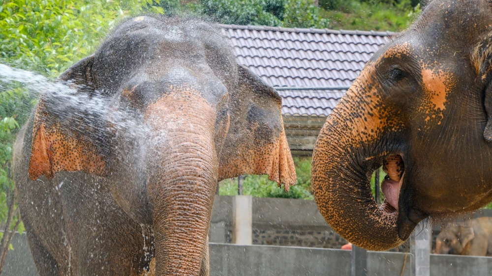 Để sở hữu đàn voi quý hiếm này, bác sĩ thú y Phan Đắc Mậu Đại rong ruổi khắp mọi miền đất nước như: Huế, Hải Dương, Quảng Ninh, huyện Buôn Đôn, Đắk Lắk, TP Hồ Chí Minh để thuyết phục các tổ chức, cá nhân chuyển giao lại cho mình nuôi và chăm sóc.