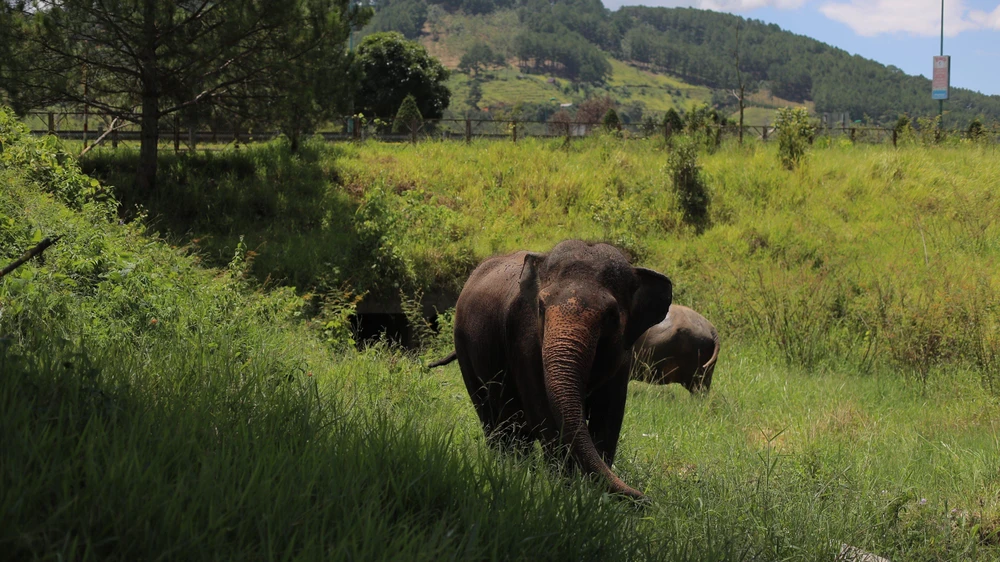 Theo thống kê năm 2018, ở nước ta có 91 con voi nuôi thuần dưỡng. Riêng "thủ phủ voi" Đắk Lắk hiện cũng chỉ còn 45 con.