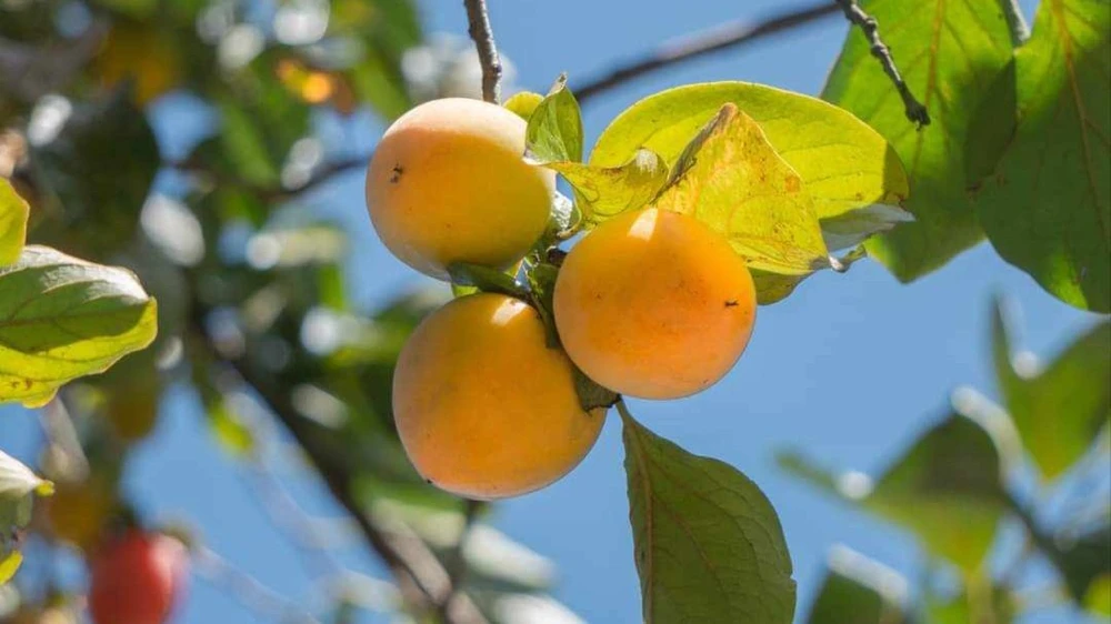 Huyện Đơn Dương được xem là thủ phủ của quả hồng ở tỉnh Lâm Đồng. Ảnh: TUYỀN MAI 371152827_1221126655242765_5557386463747858407_n.jpg