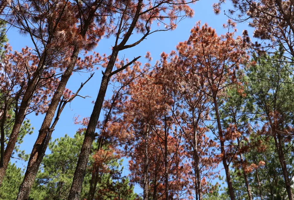 Đầu độc 100 cây thông