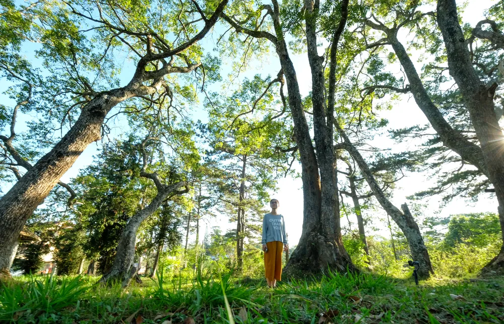 Nhiều cây cổ thụ trăm năm tuổi trên Đồi Dinh. Ảnh: VÕ TÙNG