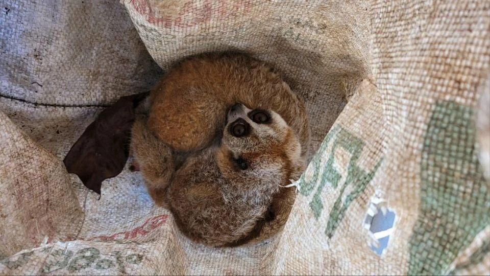 Giao nộp 2 con Cu li vừa bắt được trong rẫy cà phê