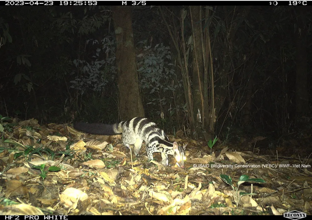 4 Cay van_Vu Quang.png