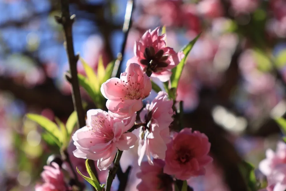 langbiang-1 lớn.jpeg