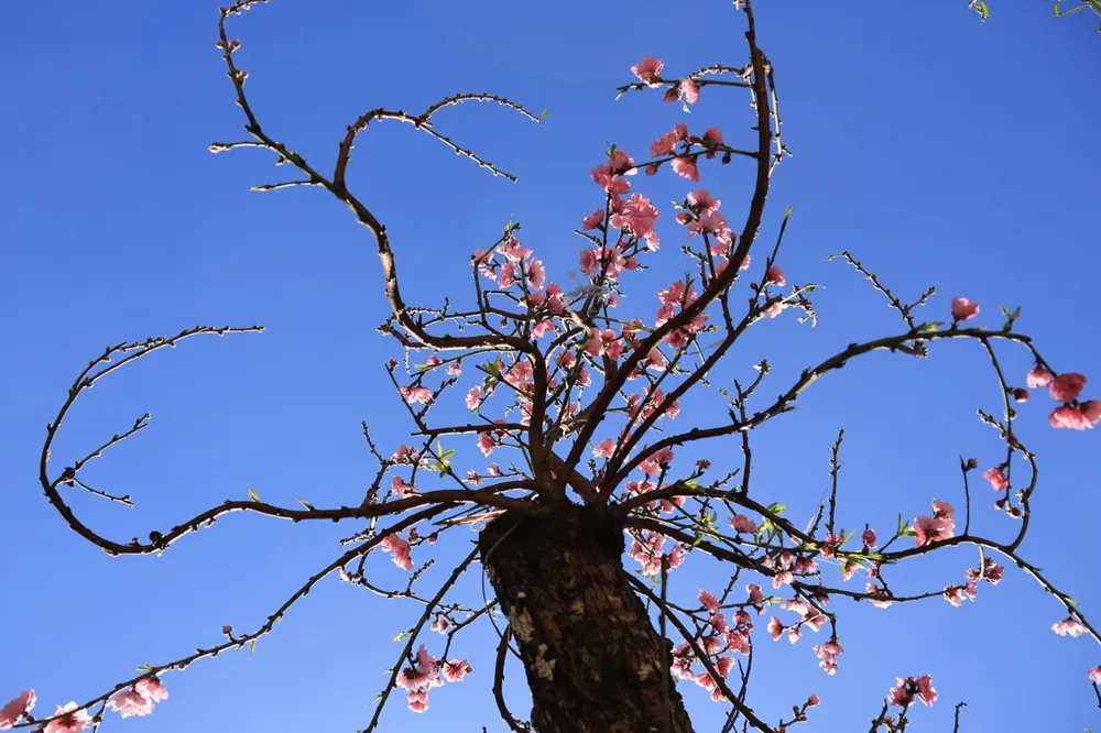 langbiang-10 lớn.jpeg