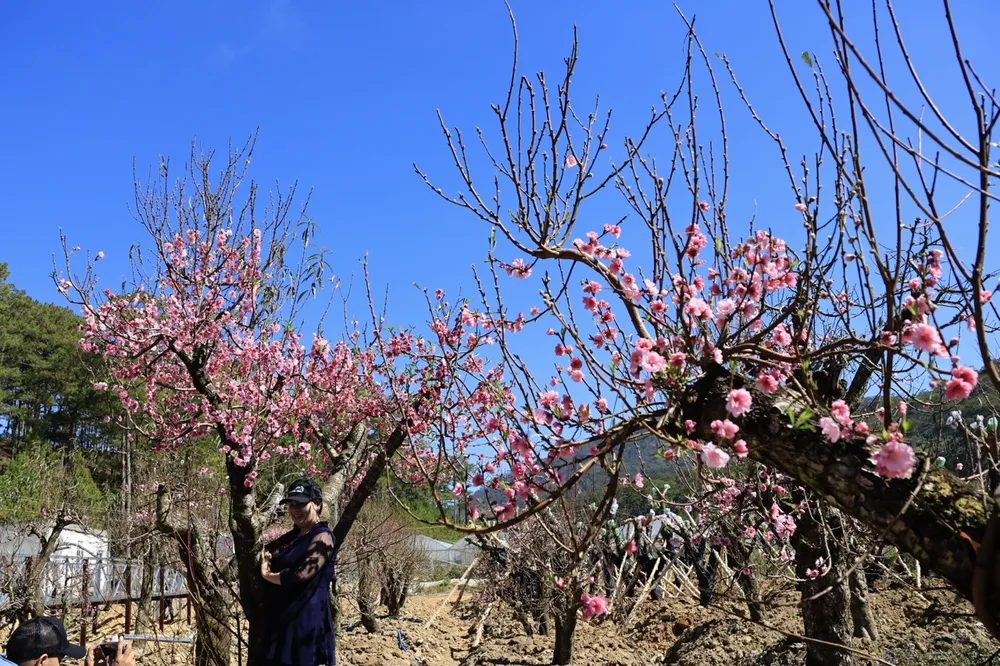 langbiang-11 lớn.jpeg