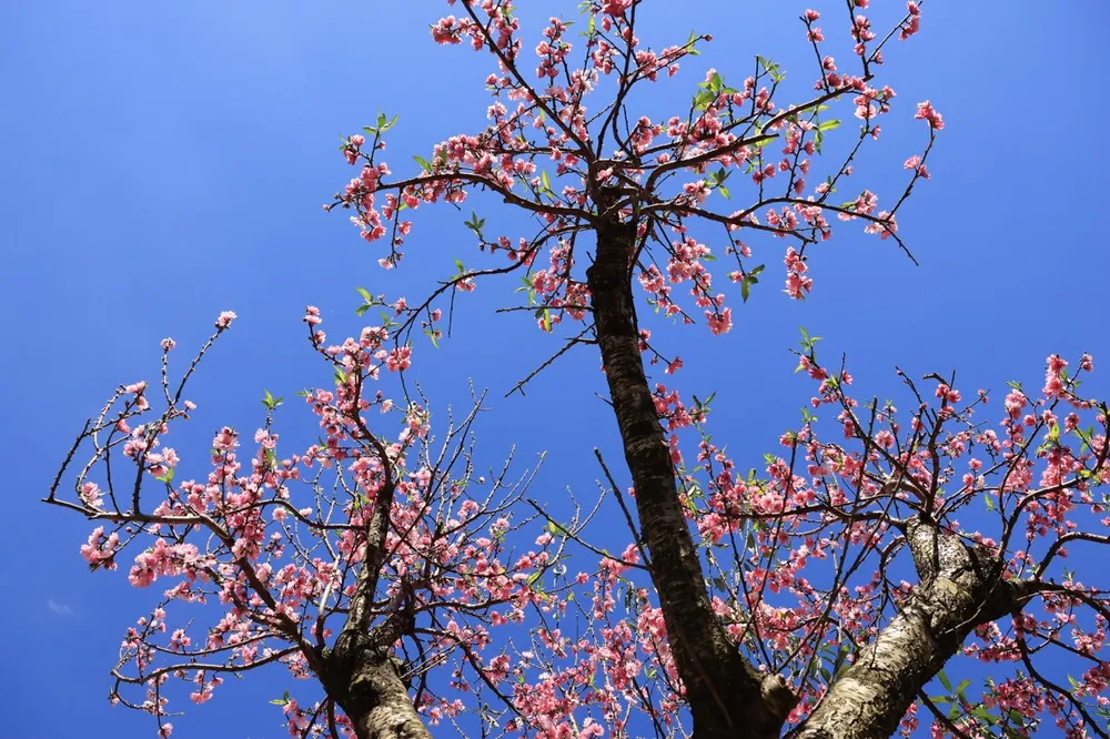 langbiang-12 lớn.jpeg