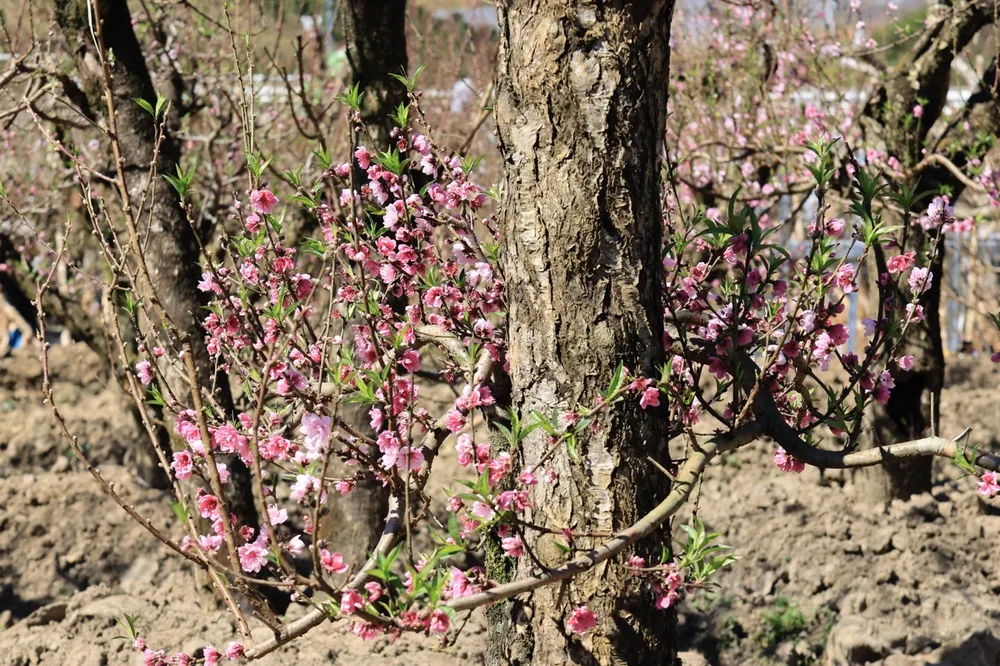 langbiang-8 lớn.jpeg