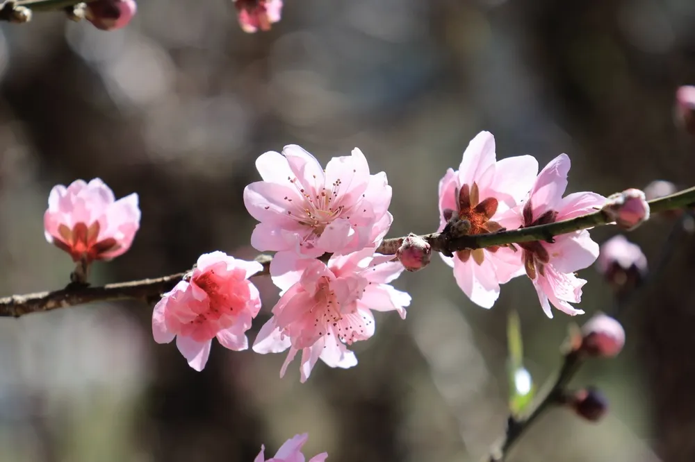 langbiang-9 lớn.jpeg