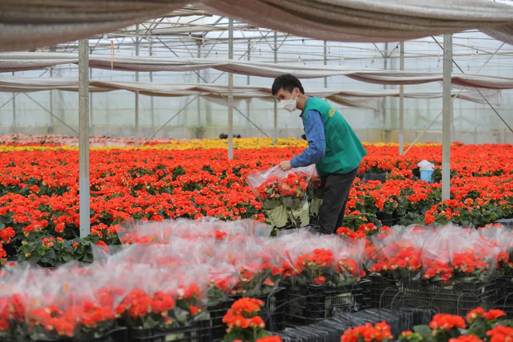 Xứ ngàn hoa vào mùa hoa tết