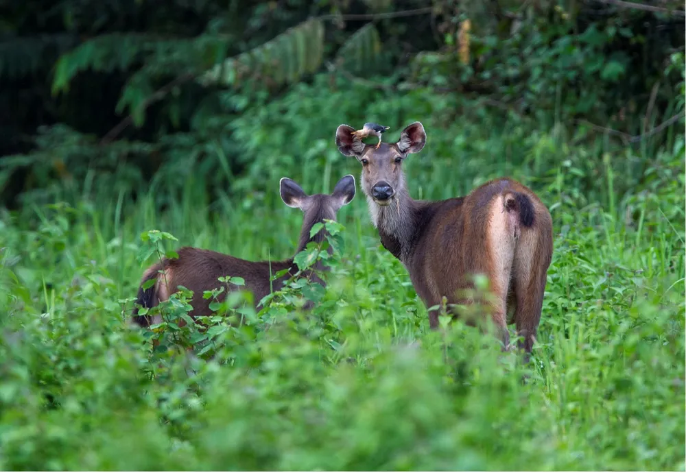 ngung-an-thit-thu-rung