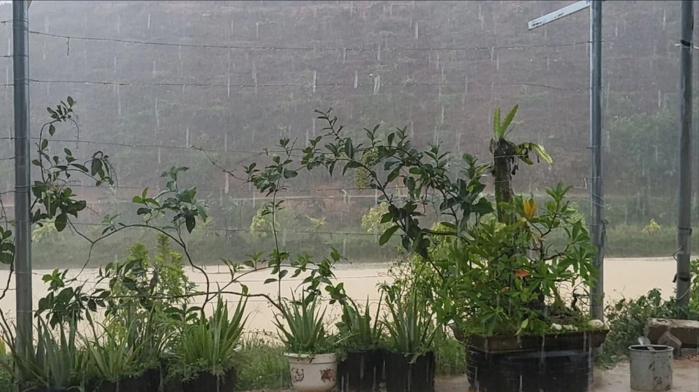 Nhiều nông dân thở phào khi trời đổ cơn mưa lớn kéo dài gần 1 giờ. Ảnh: Trực Em lam-dong-2.jpg