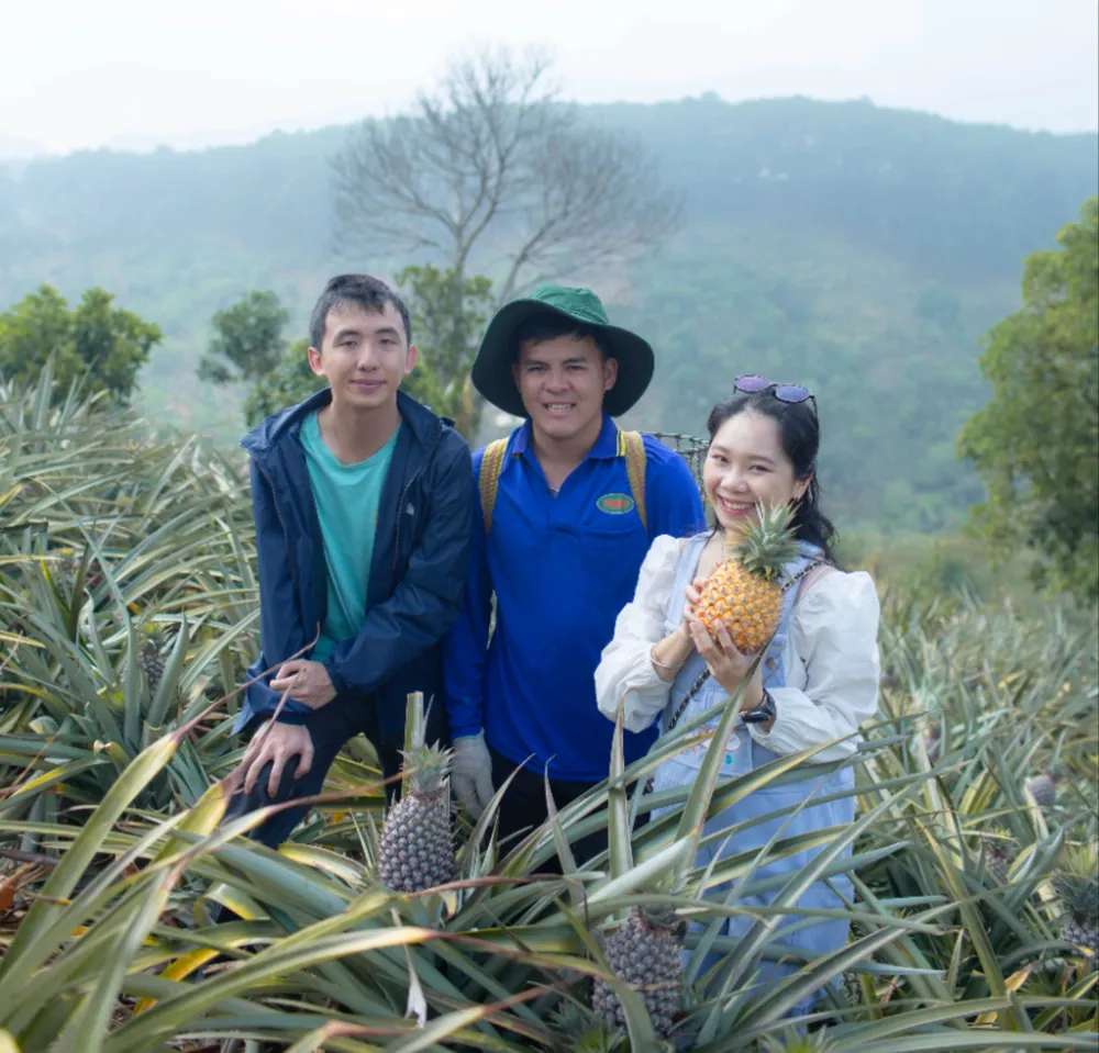 Thơm ngon dứa mật D’Ran