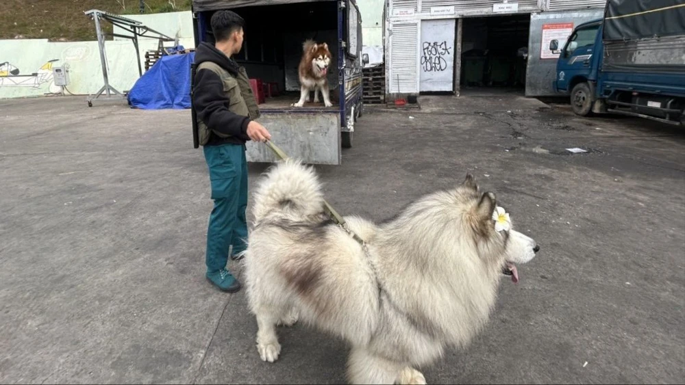 Những con chó Alaska rất to nhưng không được rọ mõm. Ảnh: VT cho-alaska-1.jpg