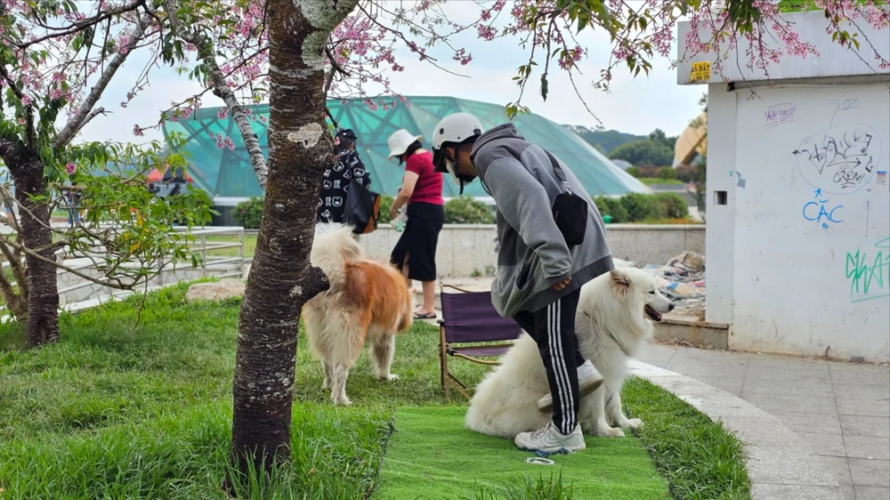Ba thanh niên mang 4 con chó Alaska ra chiếm giữ gốc mai anh đào ở Đà Lạt rồi thu tiền du khách muốn chụp ảnh. Ảnh: VT cho-alaska-2.jpg