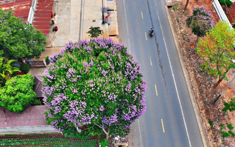 Đà Lạt cũng có trend bằng lăng, tím rịm đường về xứ ngàn hoa