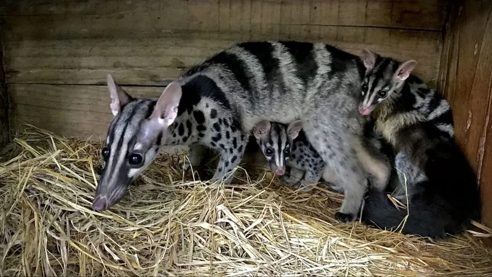 1. Các cá thể Cầy vằn trong chương trình Sinh sản bảo tồn.jpeg