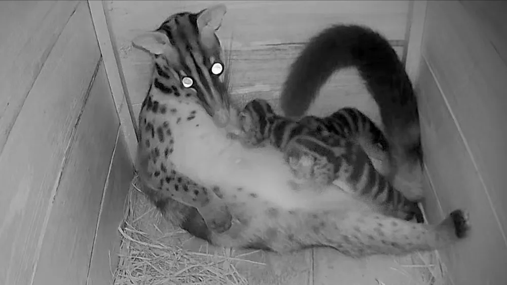 3. Các con non cùng cá thể Cầy vằn mẹ .jpeg