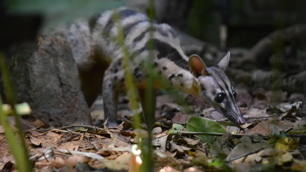 Nhen nhóm hy vọng phục hồi quần thể Cầy vằn