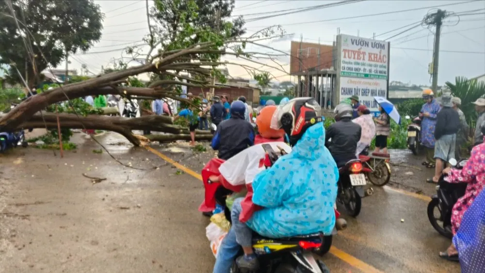 Cây vông cổ thụ đổ ngang đường, người chạy xe máy thoát nạn trong gang tấc