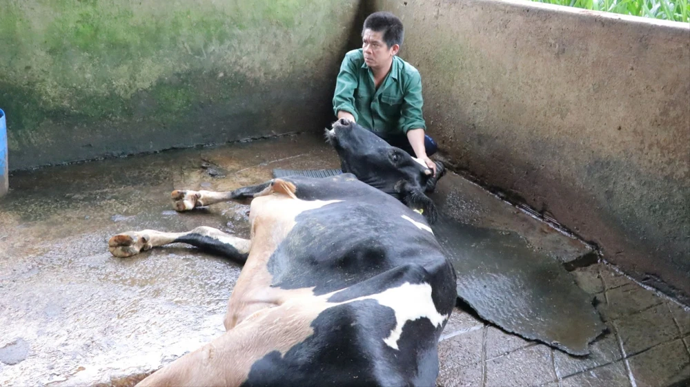 Nông dân Lâm Đồng lo lắng khi bò sữa chết hàng loạt