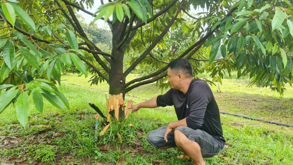 Hàng chục cây sầu riêng đang thu hoạch bị cạo trắng vỏ gốc. Ảnh: VÕ TÙNG Hàng chục cây sầu riêng đang thu bị cạo trắng gốc