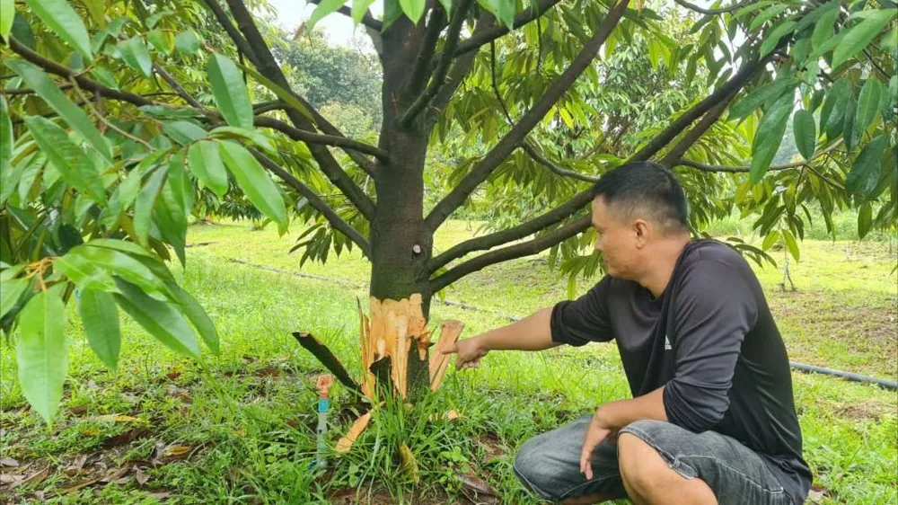 Công an huyện Đạ Tẻh khởi tố vụ án để điều tra vụ hàng chục cây sầu riêng bị lột vỏ gốc. Ảnh: VÕ TÙNG Khởi tố vụ án để điều tra vụ vườn sầu riêng ở huyện Đạ Tẻh